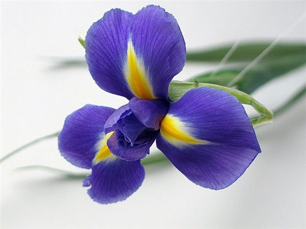 Светлана Атанова