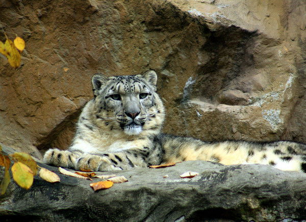 Татьяна Аветисян