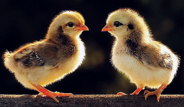 Зоя Кедрова