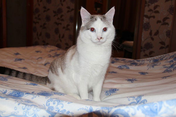 Александр Котович