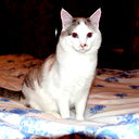 Александр Котович