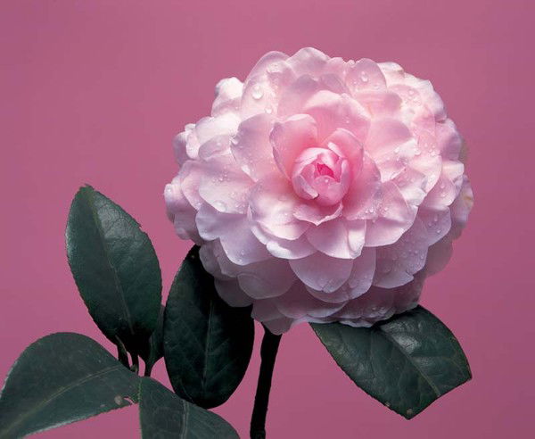 =Gul'noza= -Tu®Sunova