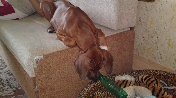 Андрей Харитонов