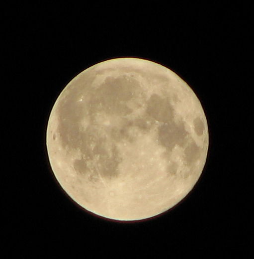 Елена Николаевна