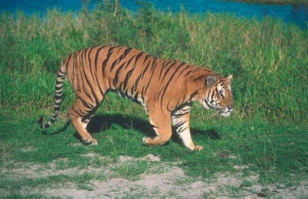 Андрей Данилов