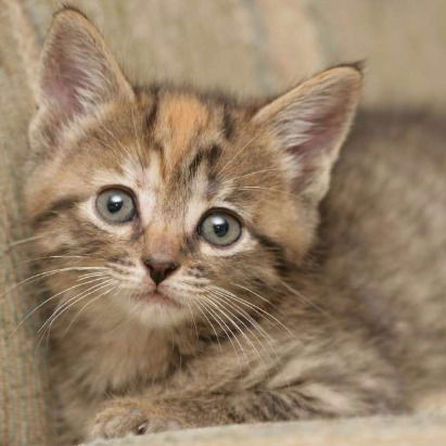 Лена Соловьева