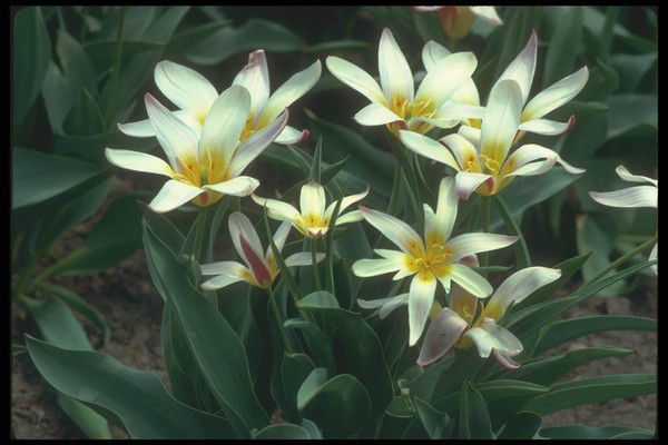 Стешкович Анжелика