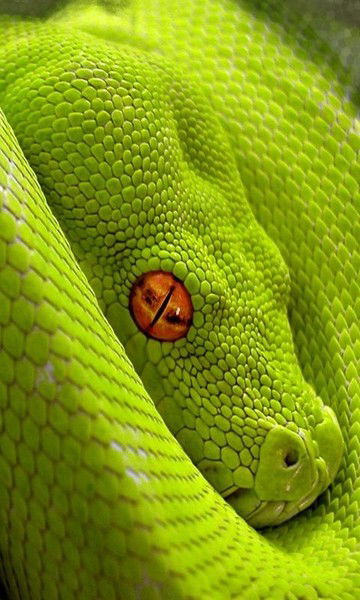 Игорь Аксёнов