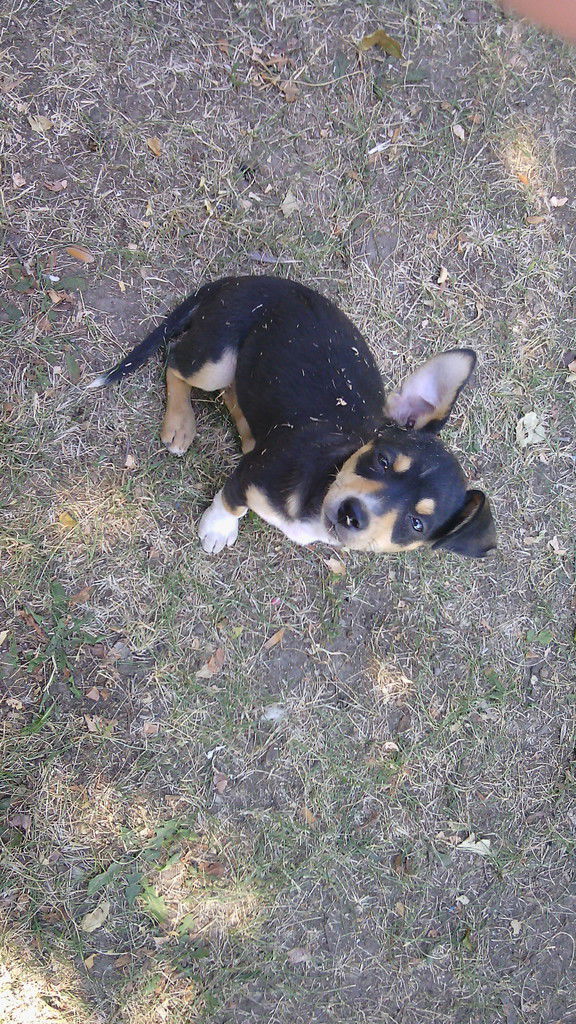 Лиза Хохлич