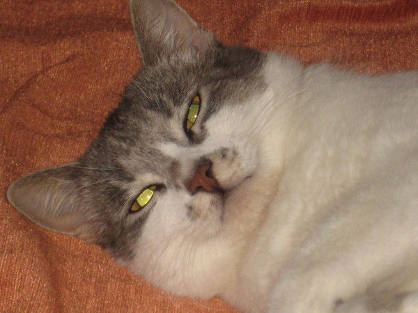 Адель Ямякова