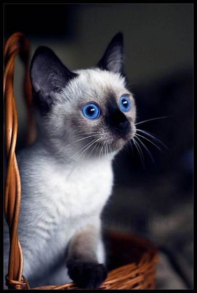 Евгений Липневич