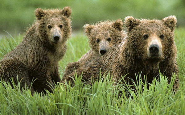 Юрий Пекшев