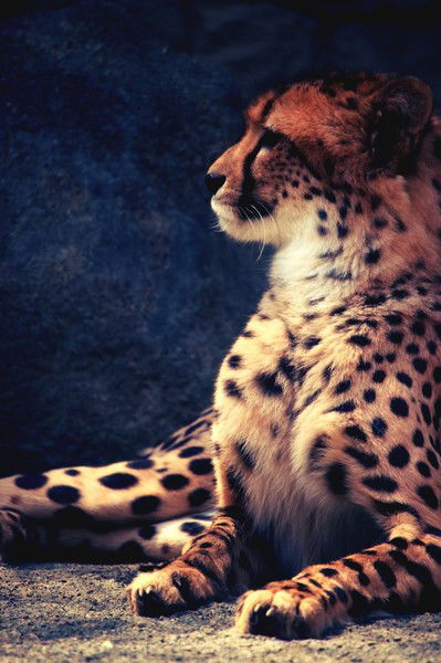 Омарова Асель