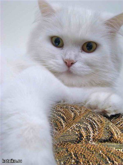 Елена Лебедева