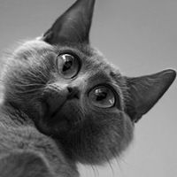 Павел Ревтович