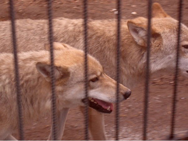 Вера Чернова