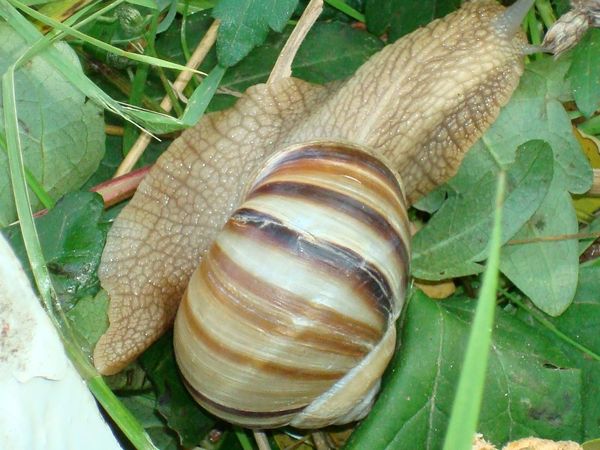 Ирина Подплёта-Величко