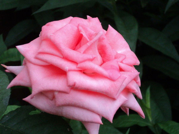 Лариса Бояринцева