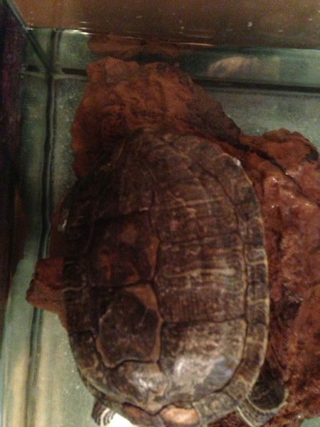 Виктория Жужгина