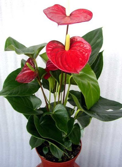 Римма Мустафина