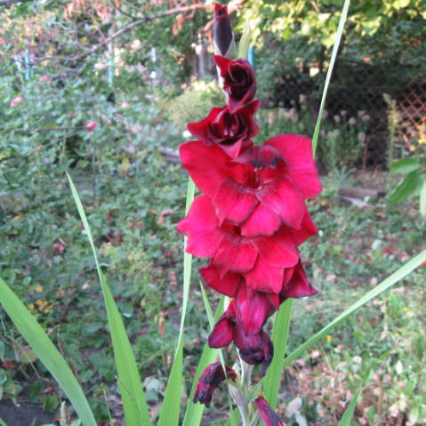 Татьяна Кулацкая