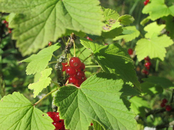 Абинякина Елена