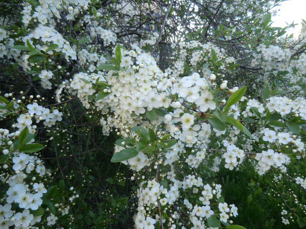 Кристина Шикина