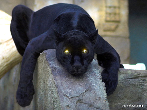 Генри Акопян