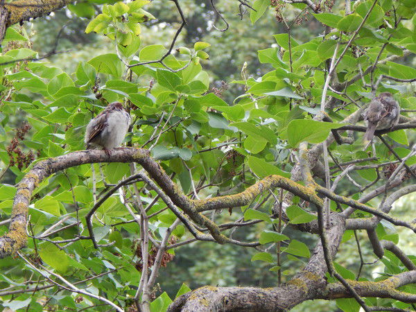 Марина Степанова