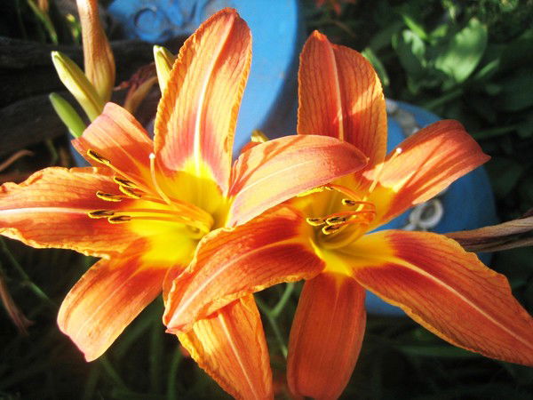 Ирина Крымская