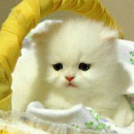 Ольга Кучеренко