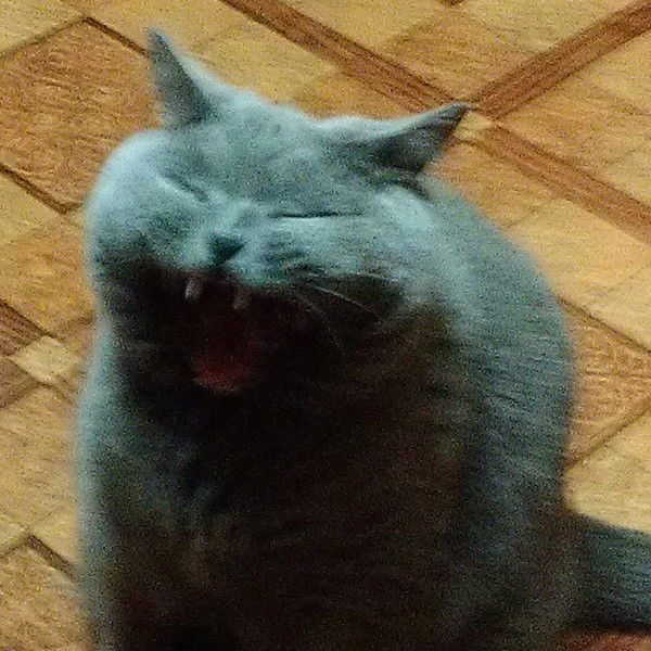 Владимир Чалый