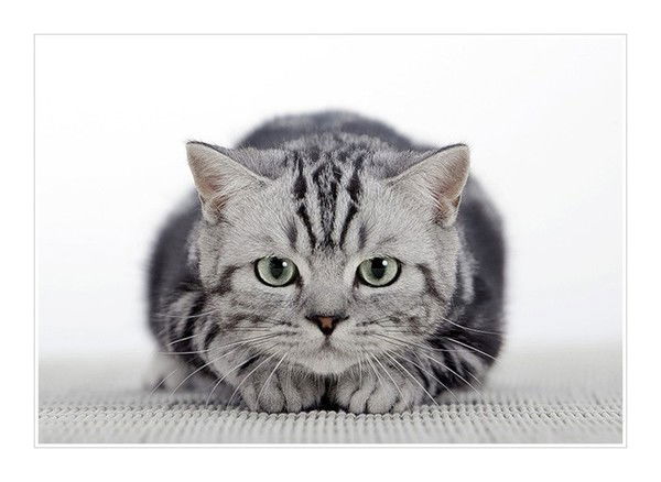 Холодное Сердце