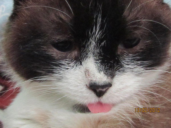 Надежда Романенко