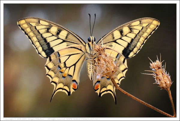 Марина Жогаль