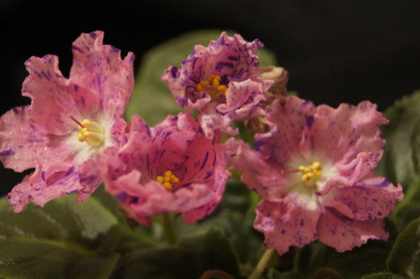 Марина Скиба