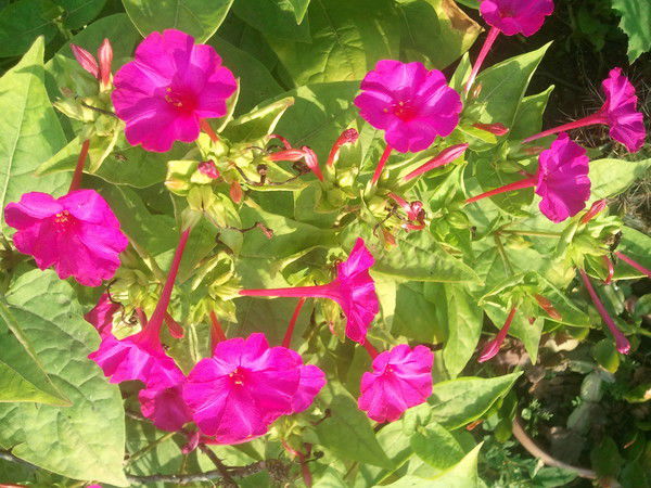 Евгения Ведлер