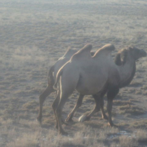 Ольга Койло