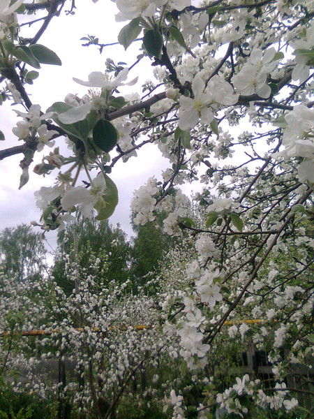 Наталья Цветкова