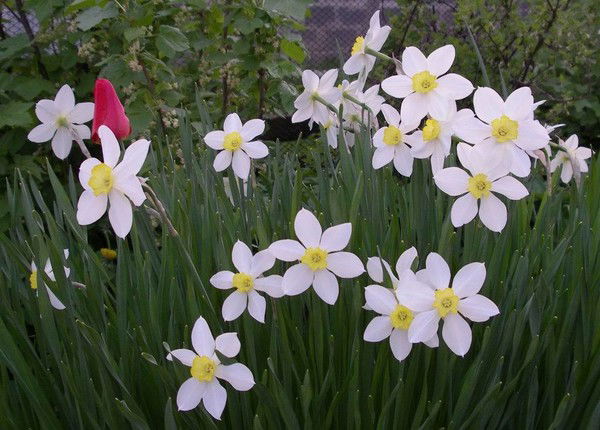 Галина Эльзенбах