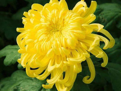 Ольга Гафуриан