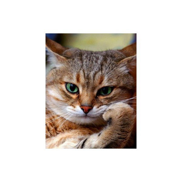 Иван Васильчевич