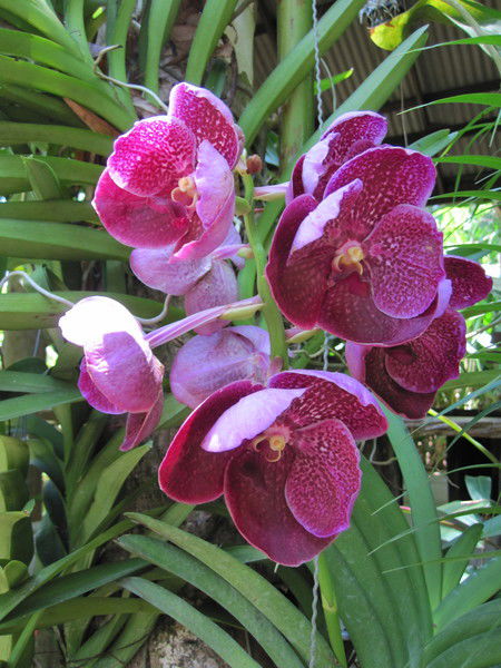 Ольга Горбунова