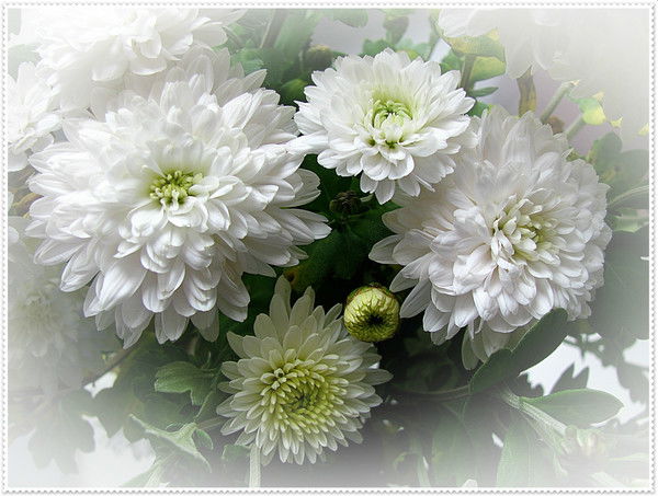 Елена Жабина