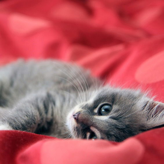 Екатерина Петкевич