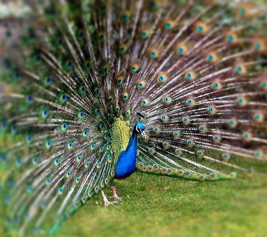 Ануш Сароян