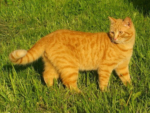 Людмила Головань