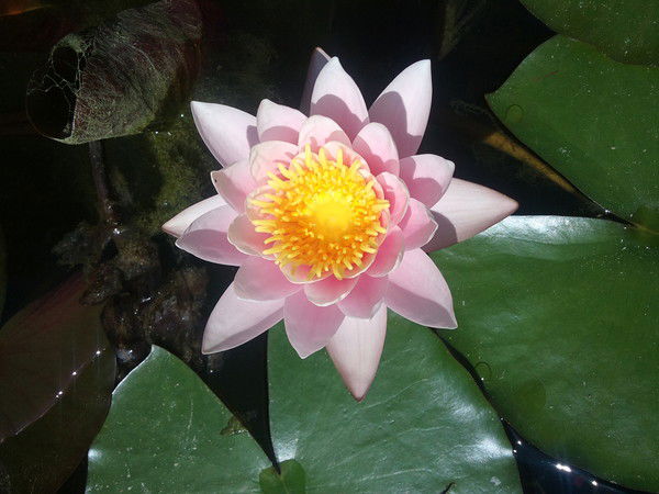 Елена Никулина