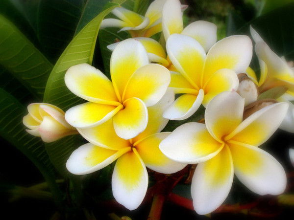 Хадижа Ишанханова