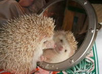 Вероника Ячменёва